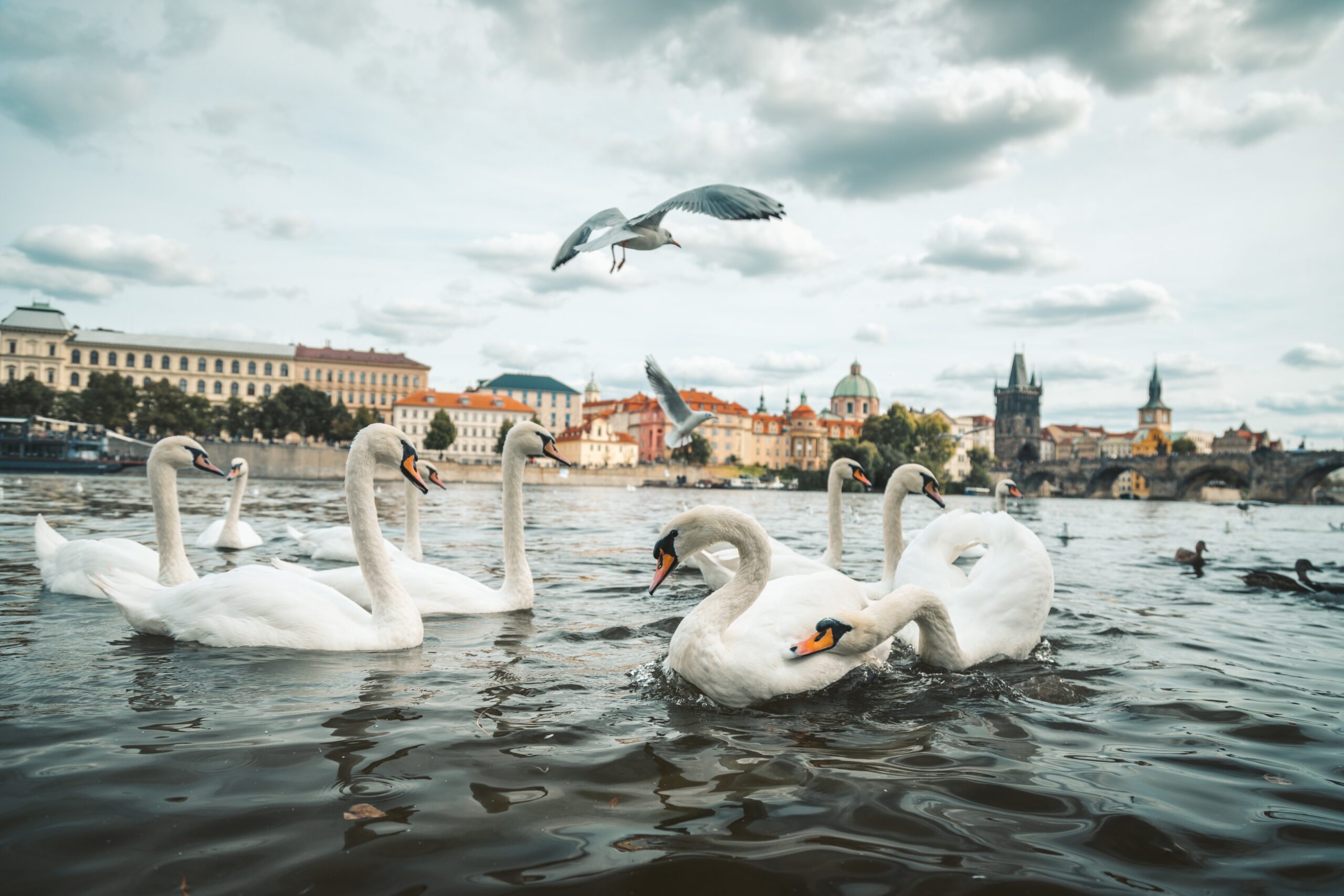 Beautiful shot of white swans and seagulls in the lake in Prague, Czech Republic