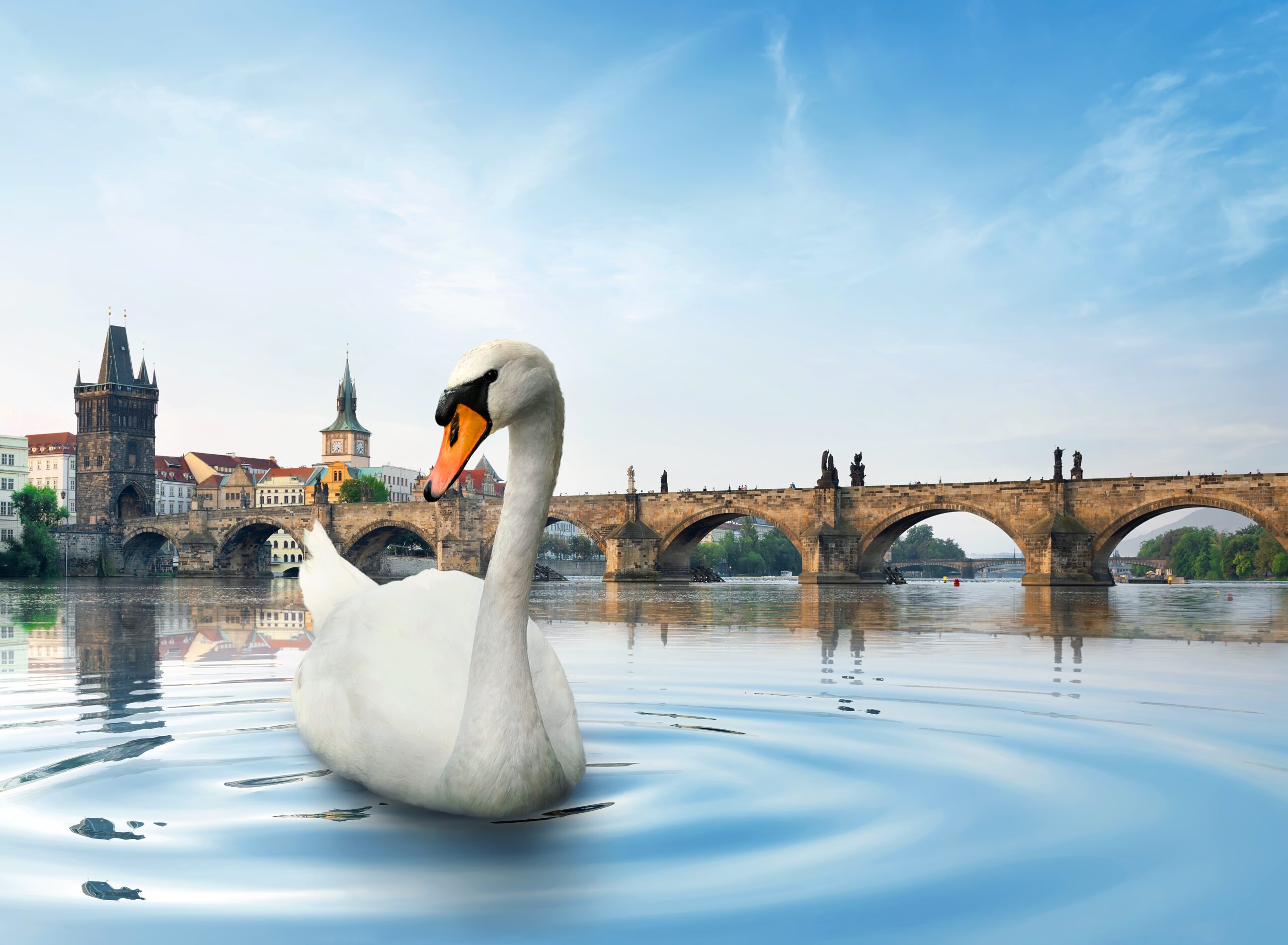 Swan in Prague