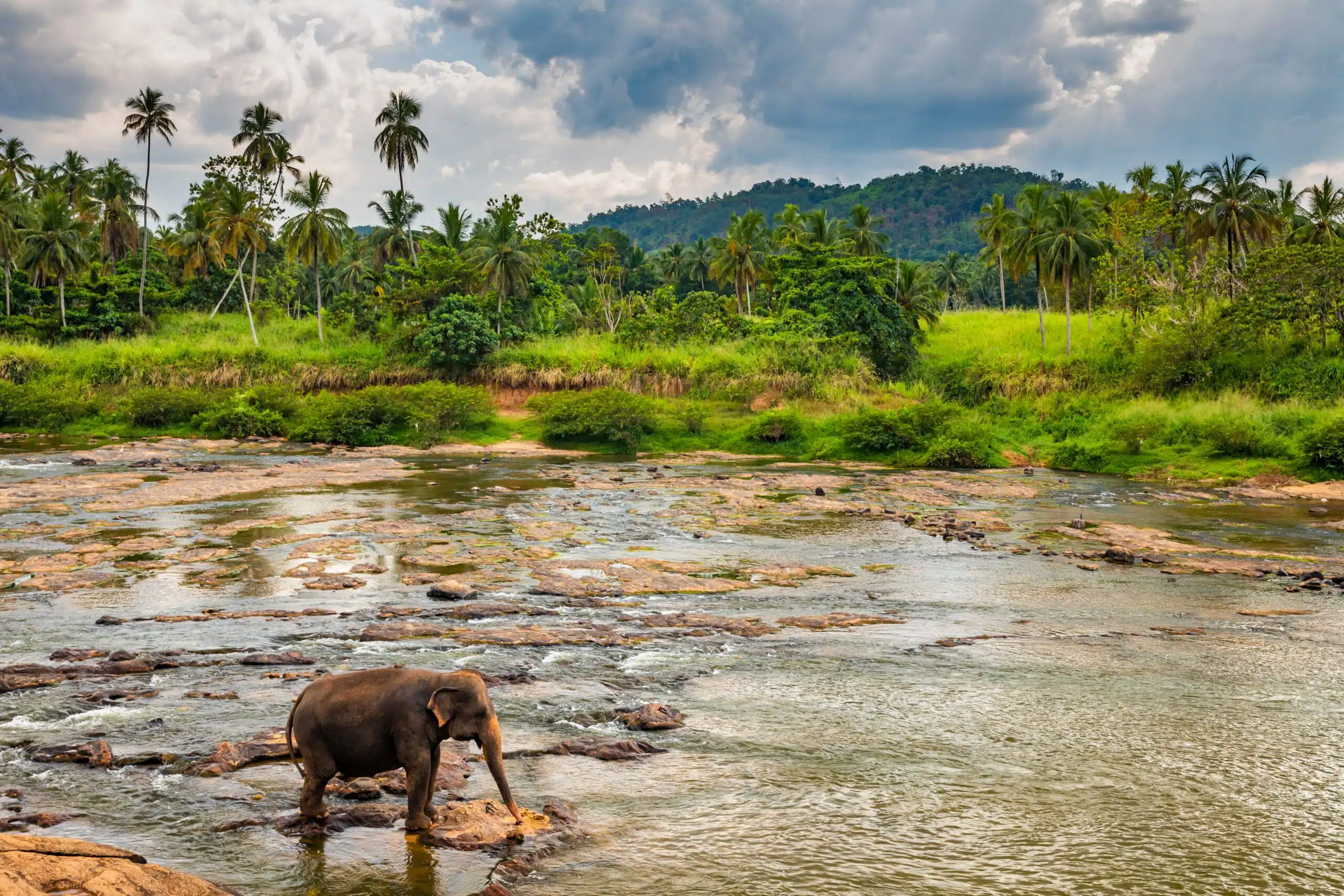 Elephants bathing in the river. Pinnawala Elephant Orphanage. Sri Lanka.