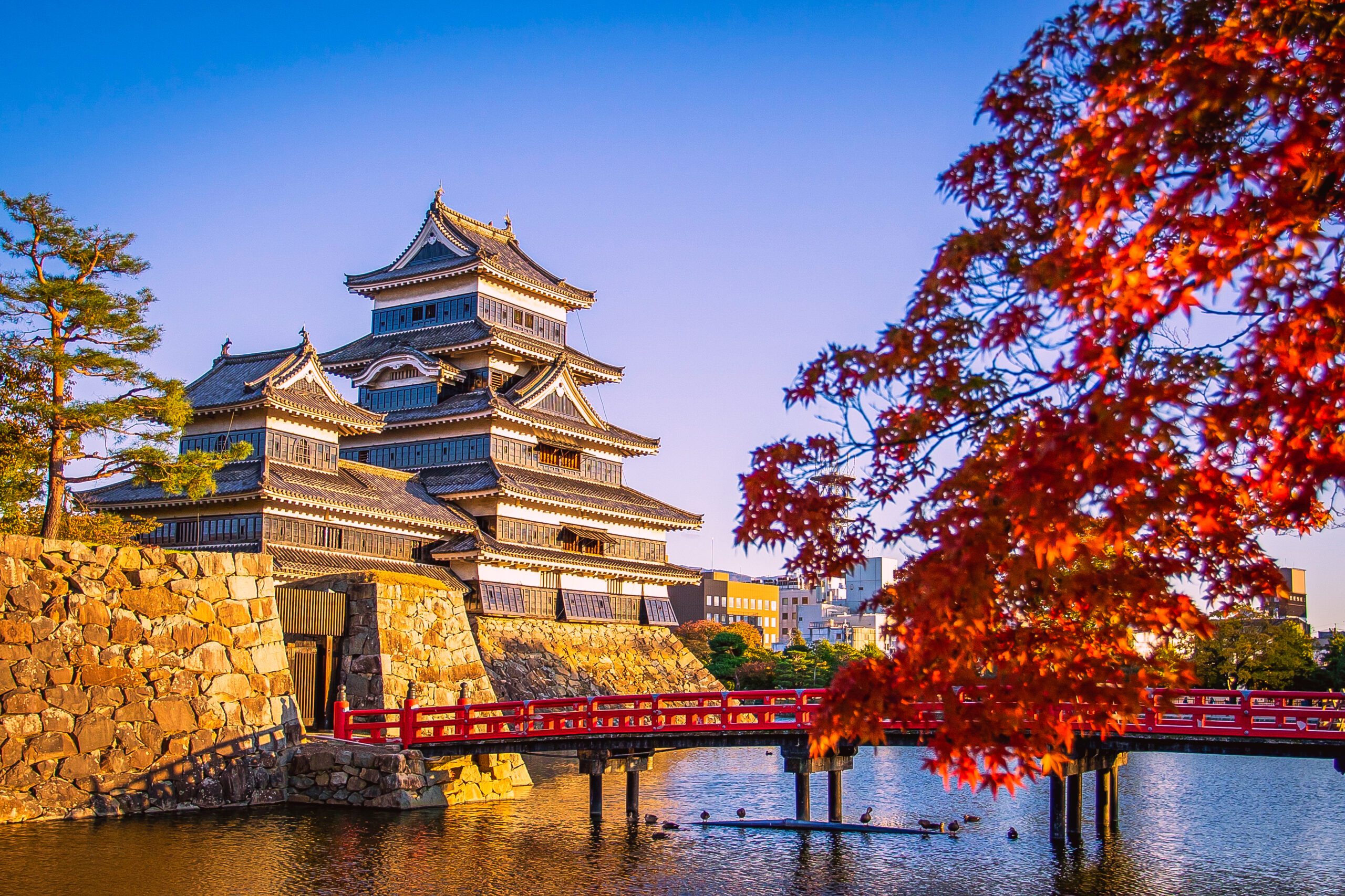 Matsumoto Castle with maple leaves in autumn in Nagano, Japan