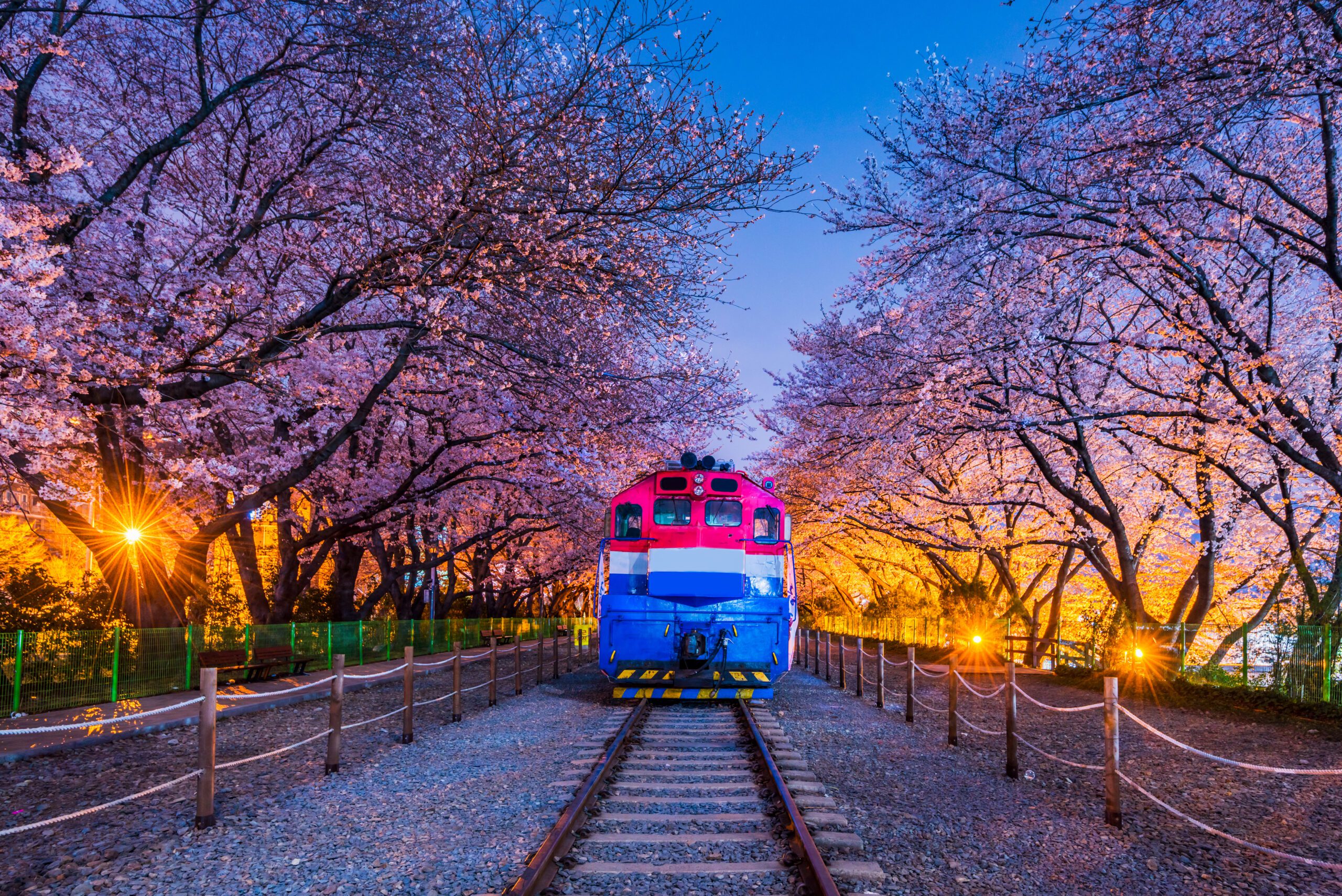 Spring Cherry blossom festival at Gyeonghwa railway station at N
