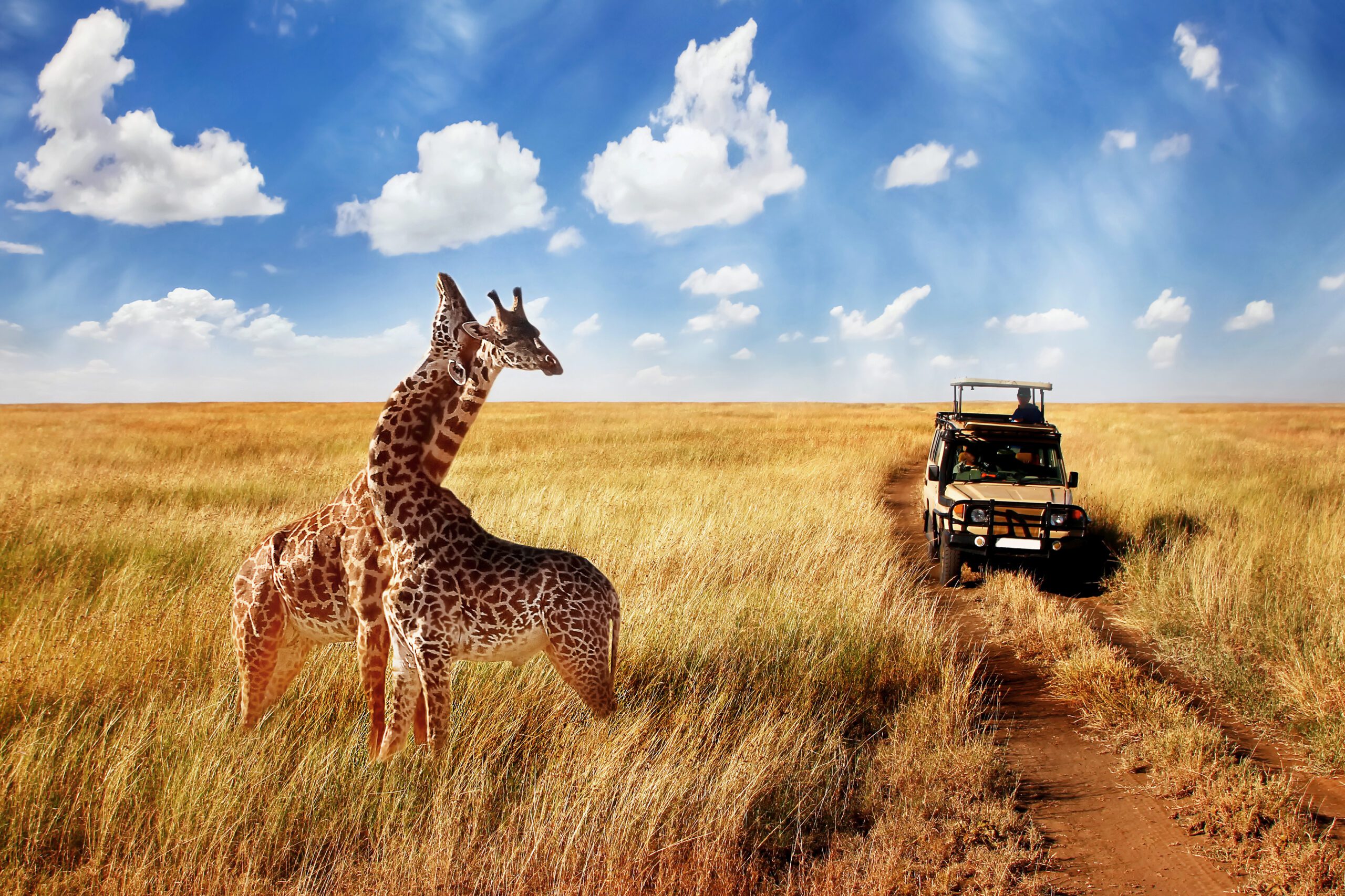 group-wild-giraffes-african-savannah