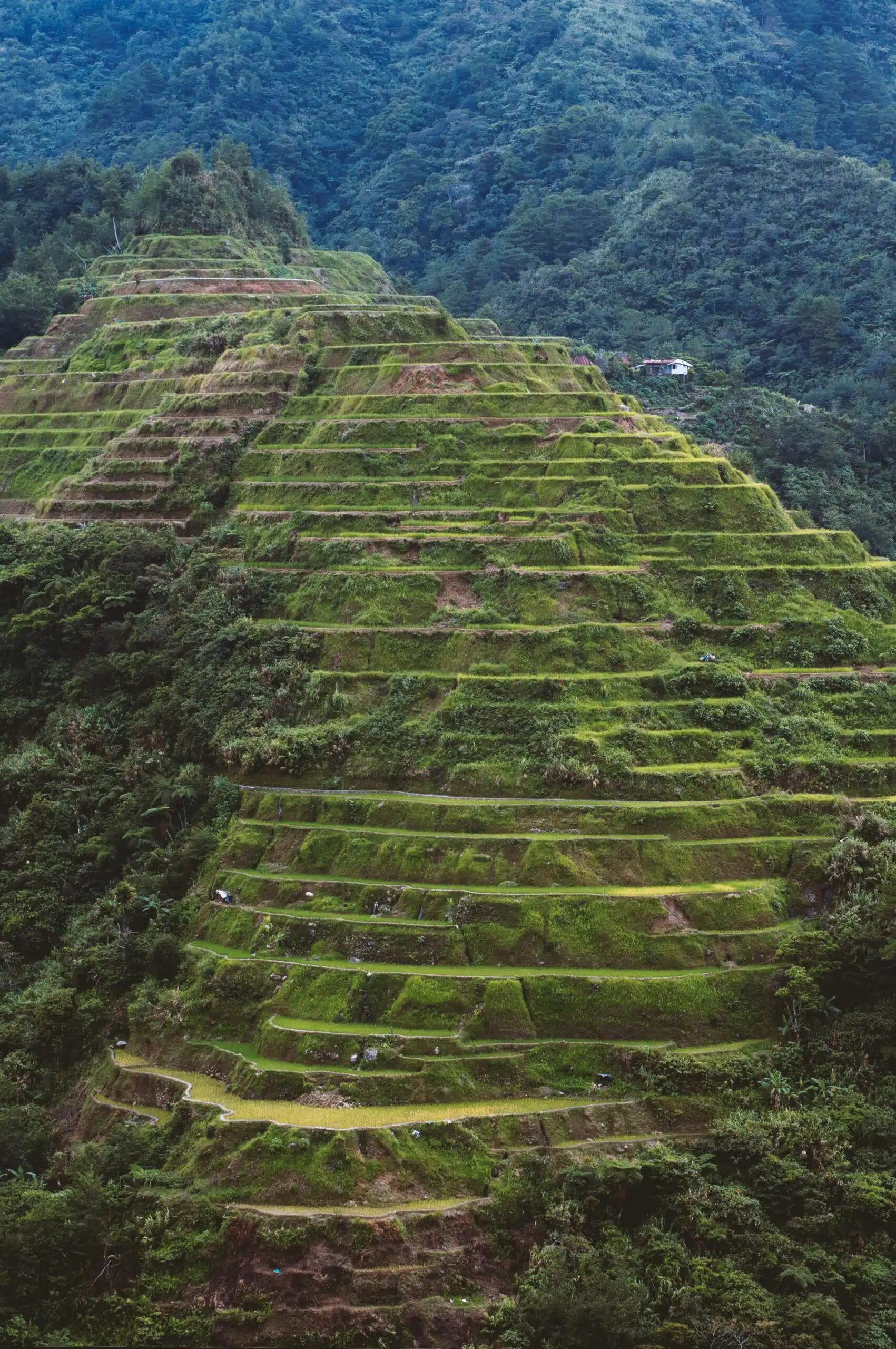 High angle shot of a beautiful landscape in Banaue Rice Terraces, Ifugao Province, Philippines