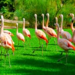 اكتشف سبب إقبال السعوديين على زيارة منتزه يورونغ للطيور في سنغافورة، وسط أجواء طبيعية مثالية للعائلات والأطفال