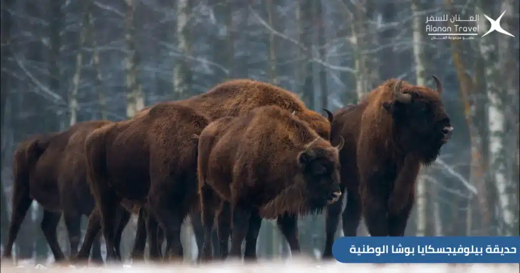 حديقة بيلوفيجسكايا بوشا الوطنية - السياحة في بيلاروسيا للعوائل